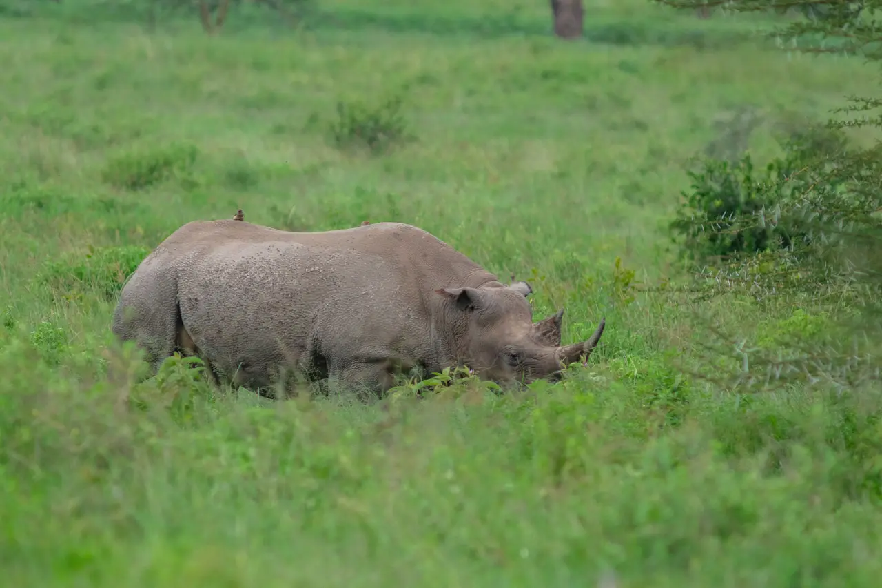 Rinoceronte al Lago Nakuru