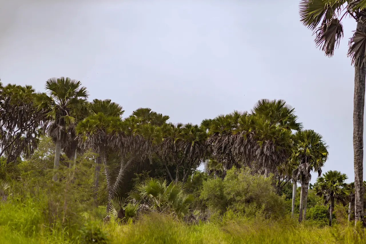 Palme nel Parco Nazionale di Saadani