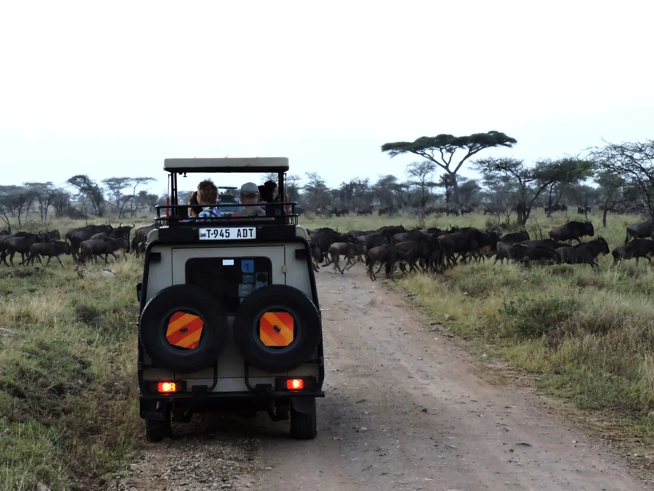 Una jeep si ferma davanti a una mandria di bufali nel Serengeti