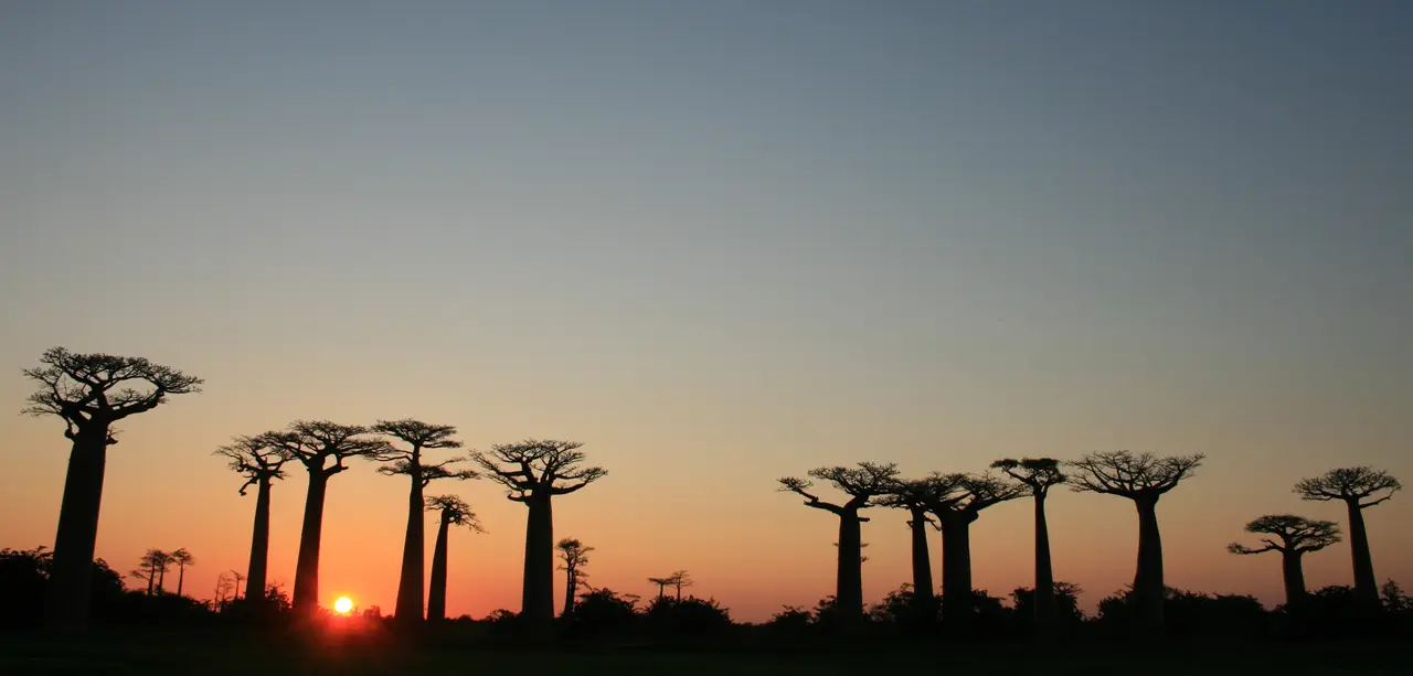 Sonnenuntergang an der Allee der Baobabs