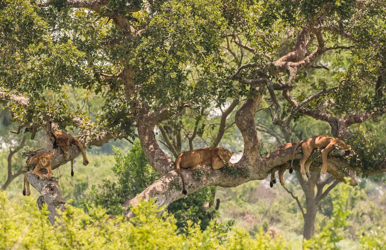 Leonesse che riposano sui rami di un albero