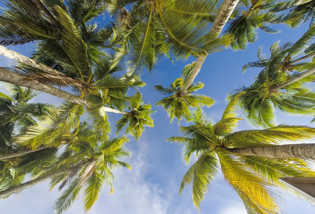 Palme da cocco viste dal basso contro il cielo azzurro
