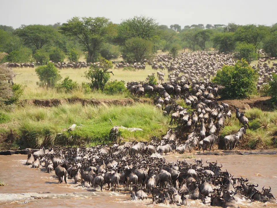 Gnu che attraversano il fiume Mara durante la migrazione