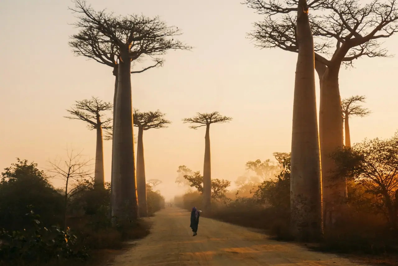 Il Viale dei Baobab alla luce del mattino
