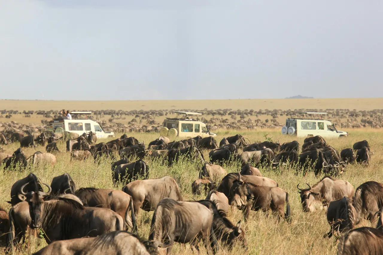Gnu al pascolo nel Serengeti, con le jeep sullo sfondo