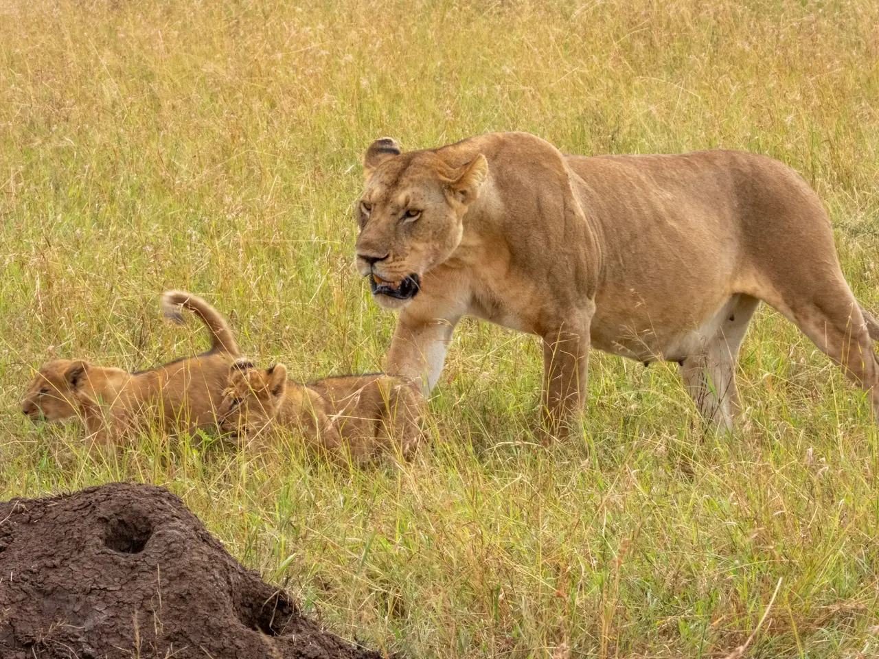 Leonessa con i cuccioli in libertà nel Serengeti