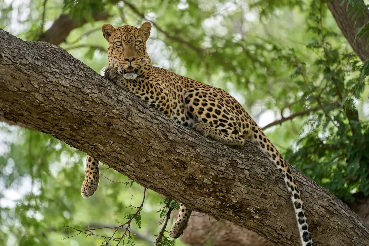 Leopardo disteso su un ramo in Zambia
