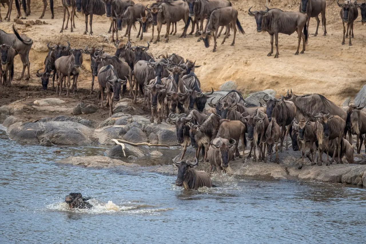 Gnu che attraversano il fiume Mara