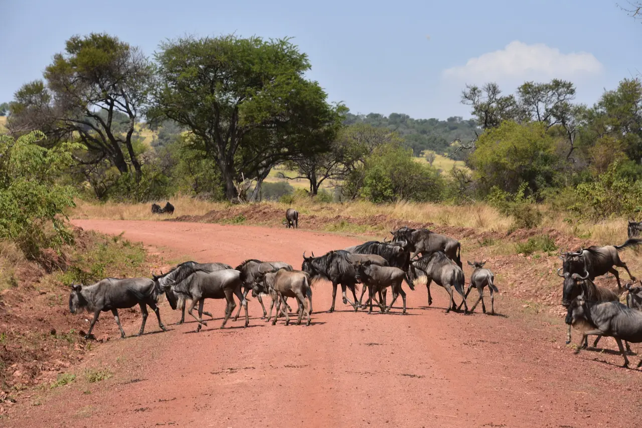 Gnu che attraversano una pista nel Serengeti settentrionale