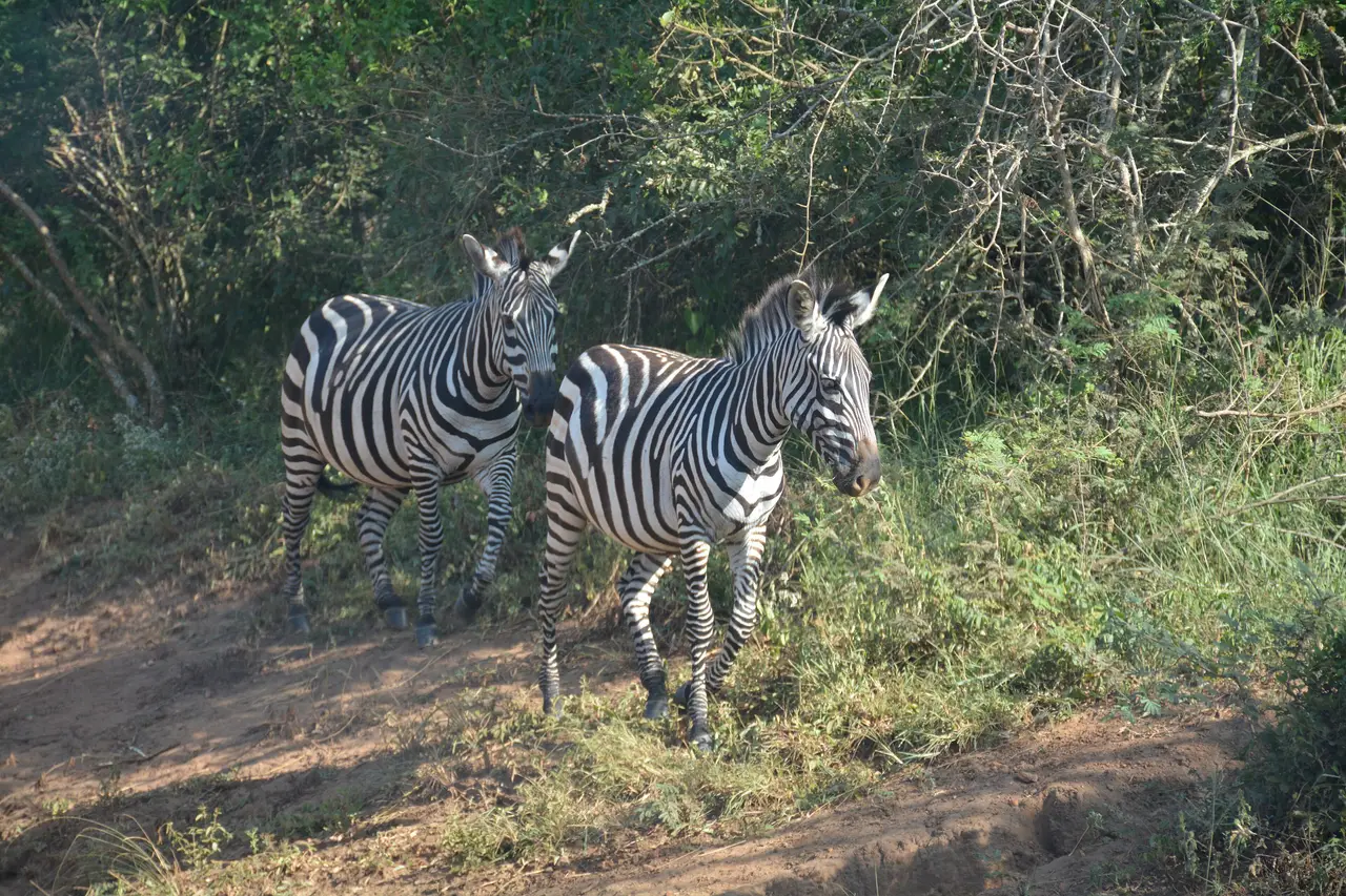 Zebre a Lake Mburo